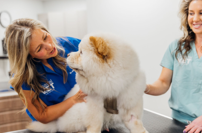 Cat-Dog-Veterinary-Care