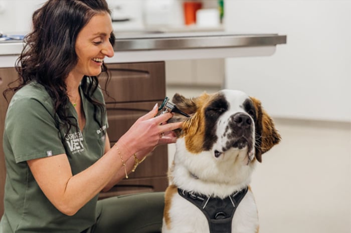 Cat-Dog-Veterinary-Care