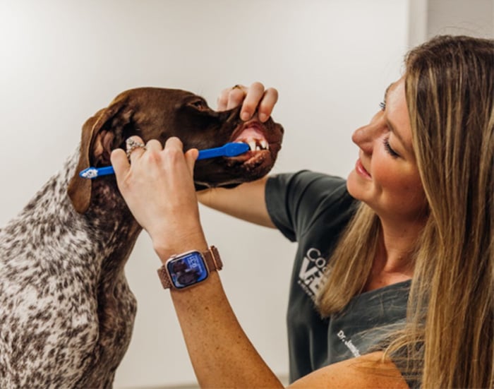 Cat-Dog-Veterinary-Care