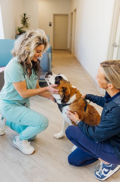 Cat-Dog-Veterinary-Care