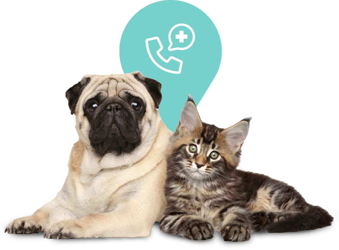 urgent-care-header-cat-dog-wshadow